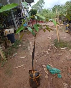 Rare Durian Trees (different Varieties). 3 Years Old, Grafted, Potted. -Cheap Plantly Store 黑刺树