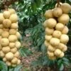 Lansium Domesticum/Parasiticum Langsat Longkong Duku Bon Bon Tree -Cheap Plantly Store 龙宫果 1