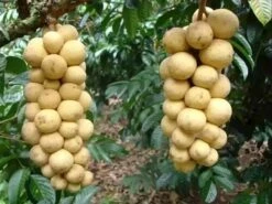 Lansium Domesticum/Parasiticum Langsat Longkong Duku Bon Bon Tree