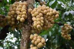 Lansium Domesticum/Parasiticum Langsat Longkong Duku Bon Bon Tree -Cheap Plantly Store 龙宫果 2