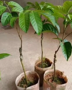 Lansium Domesticum/Parasiticum Langsat Longkong Duku Bon Bon Tree -Cheap Plantly Store 龙宫果苗