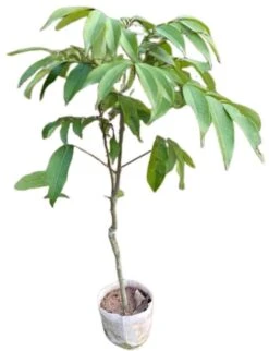 Longan Dragon's Eye Trees (different Varieties). 4 Years Old, Grafted. -Cheap Plantly Store 龙眼